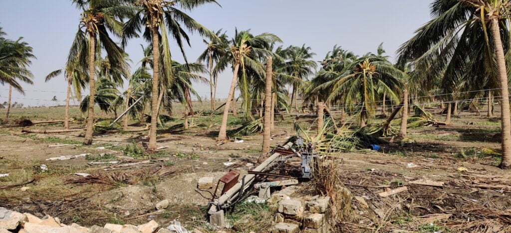 Cyclone destruction coconut trees