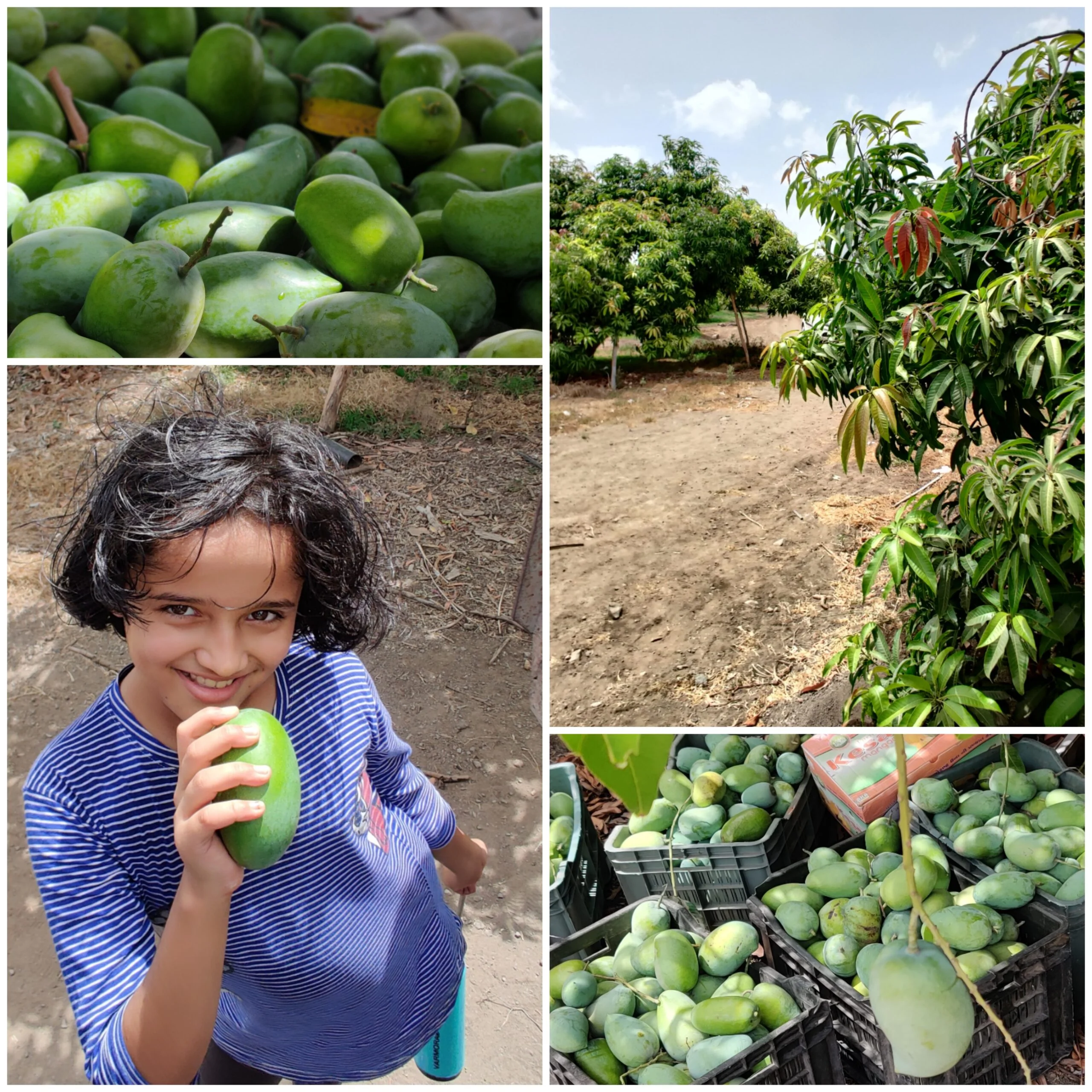 Mango farm scaled Mango farm